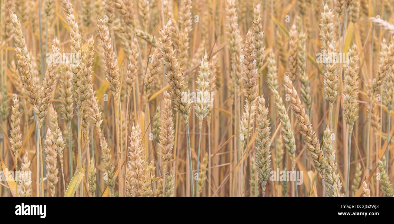 Las orejas de trigo dorado en el campo. Escena de la agricultura. Detalle de espigas de trigo. Enfoque selectivo. Hermoso papel pintado. Paisaje de naturaleza, banner ancho Foto de stock