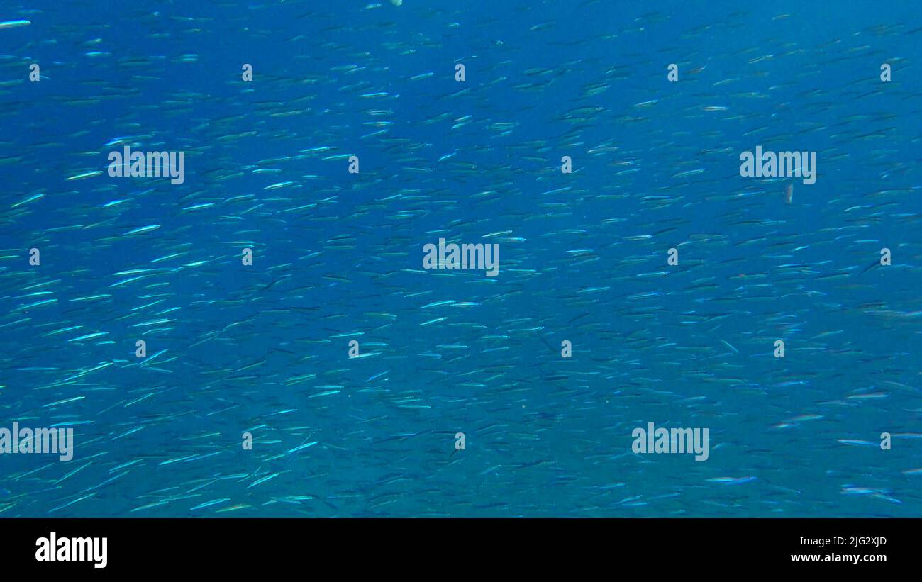 Masa de espadín azul, arenque redondo delicado o espadín azul (Spratelloides delicatulus). La escuela masiva de pequeños peces nada en el wate azul Foto de stock