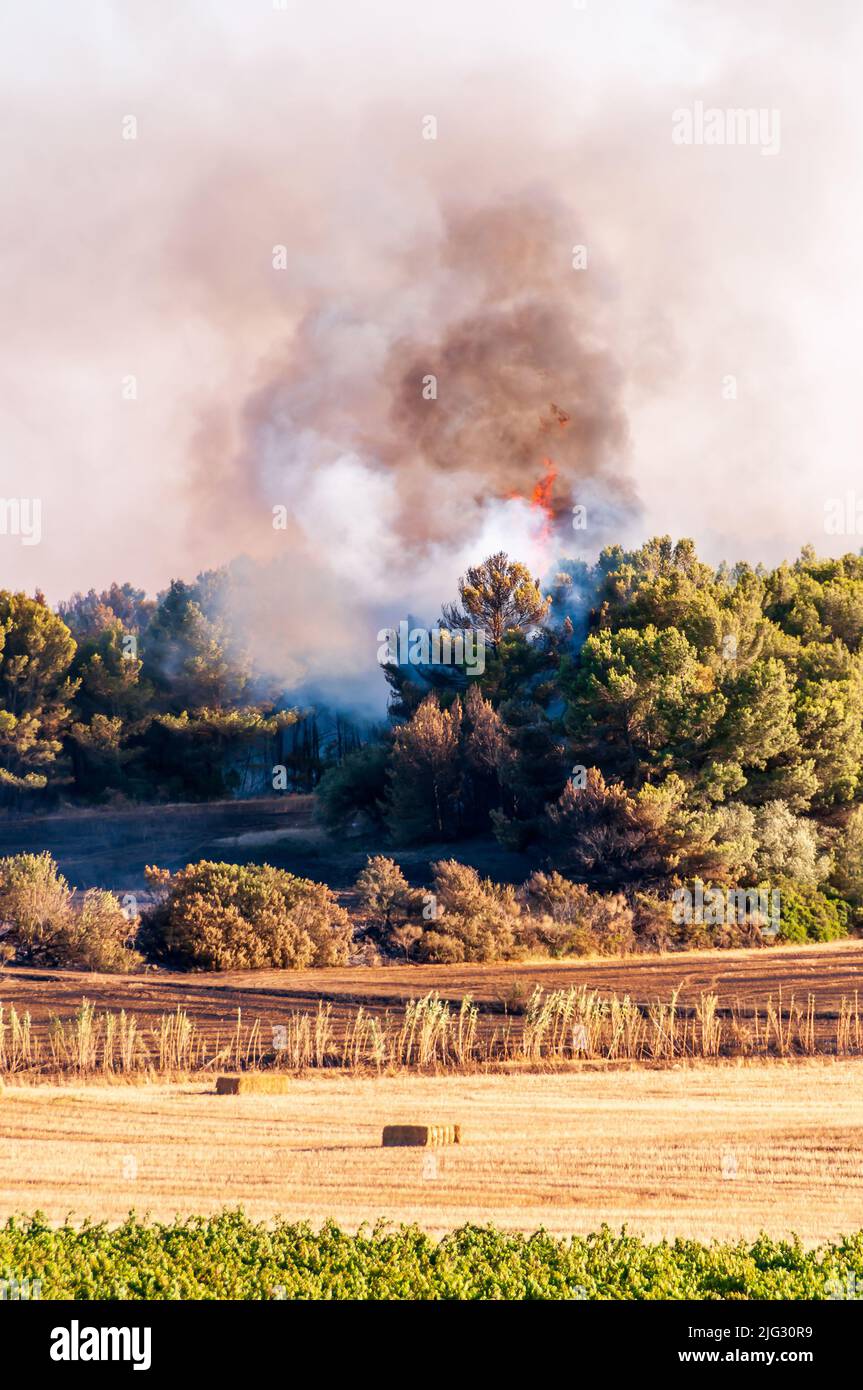 Incendio en la garriga y el bosque de pinos, en Occitanie, Francia Foto de stock