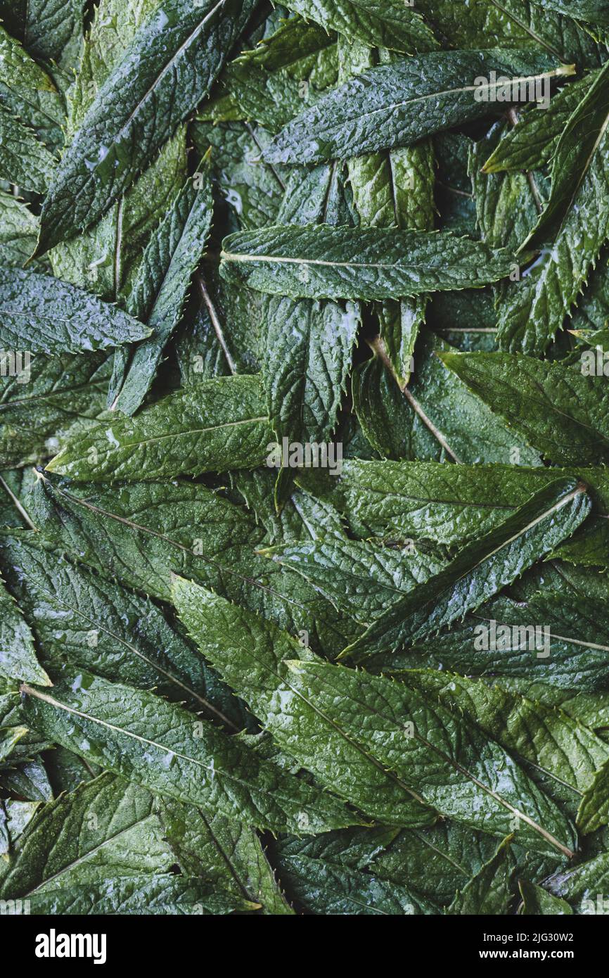 Hojas verdes frescas de menta con gotas de agua vista superior. Textura de hoja de menta. Foto de stock