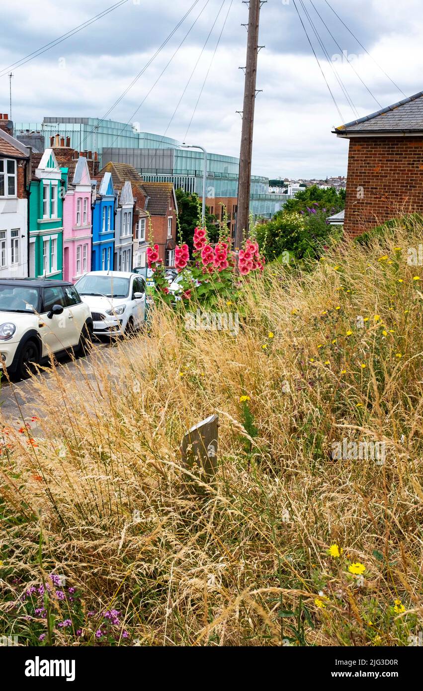 Una de las áreas de vida salvaje en Brighton y Hove con la hierba y las flores silvestres incluyendo hollyhocks siendo permitido crecer por el ayuntamiento , Sussex , Inglaterra , Reino Unido Foto de stock