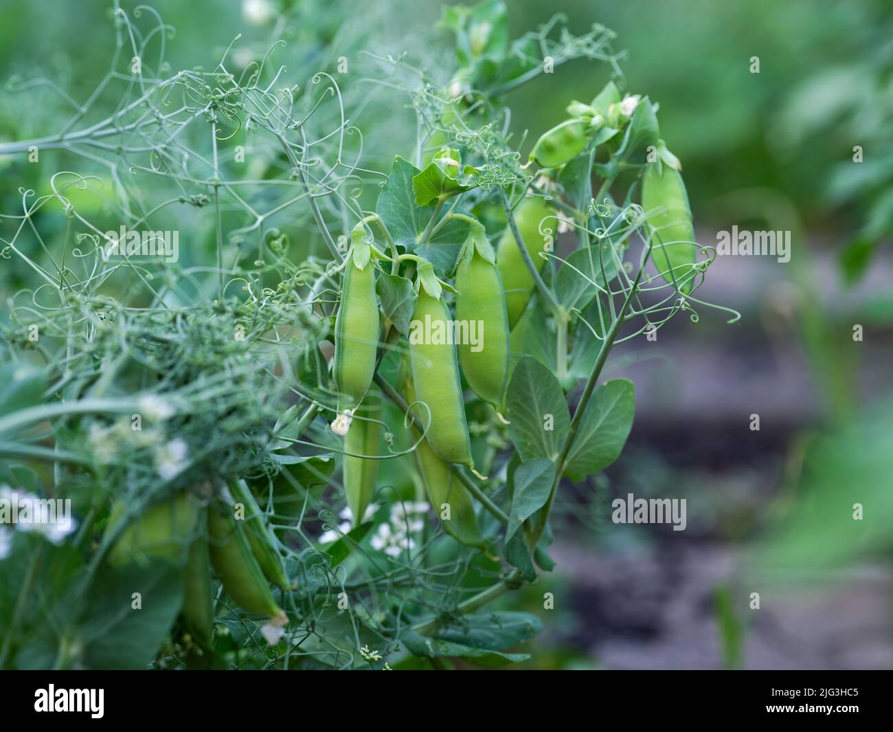 Vainas de guisantes verdes en una planta de guisantes. Primer plano. Foto de stock