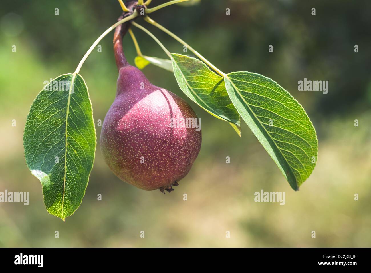 Pera roja madura en la rama del árbol. Peras cultivares orgánicas en medio natural. Cultivo de frutas en jardín de verano en un día soleado Foto de stock