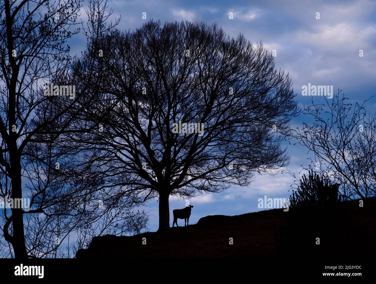Cielo nocturno azul oscuro contra un árbol grande y una vaca Foto de stock