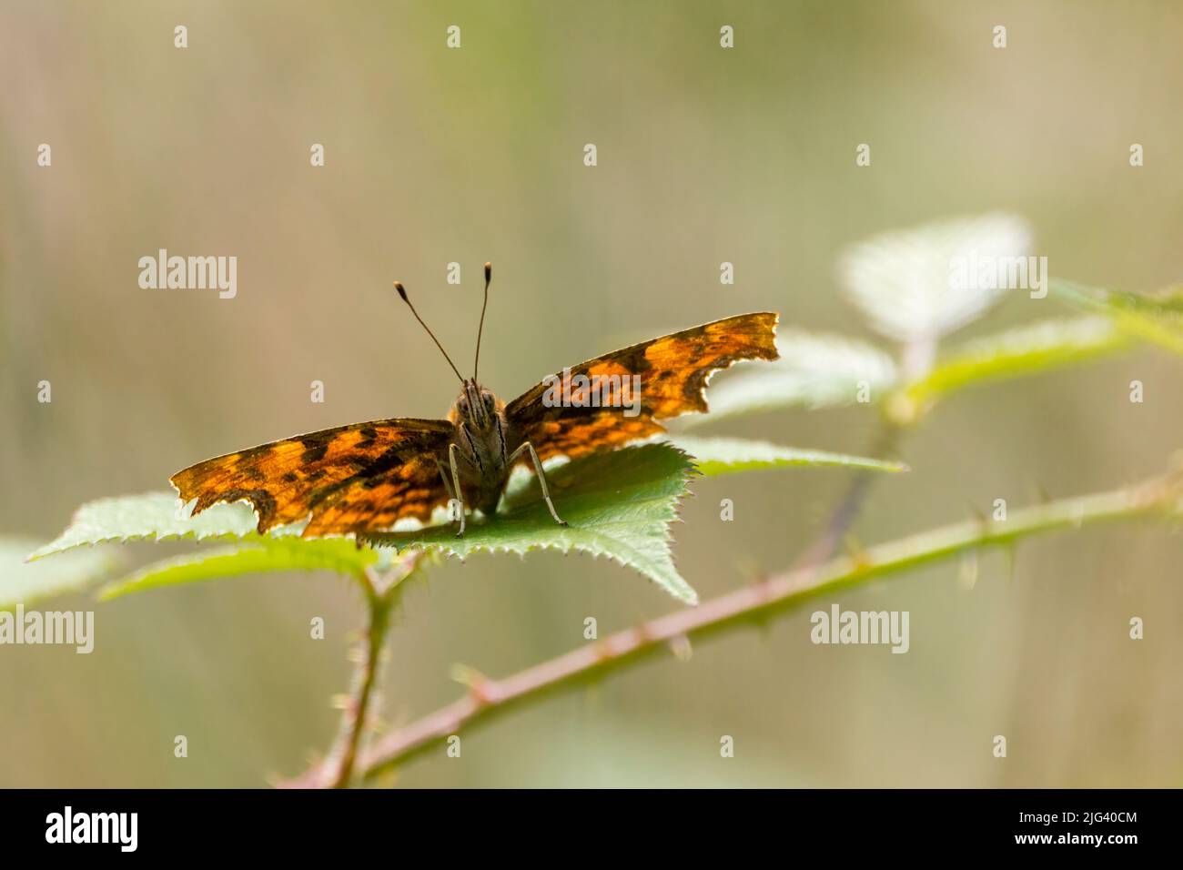 Coma mariposa (polygonia c-album) alas afiladas alas superiores naranja marrón con marcas oscuras debajo marrón ahumado con blanco ? marcas de coma Foto de stock