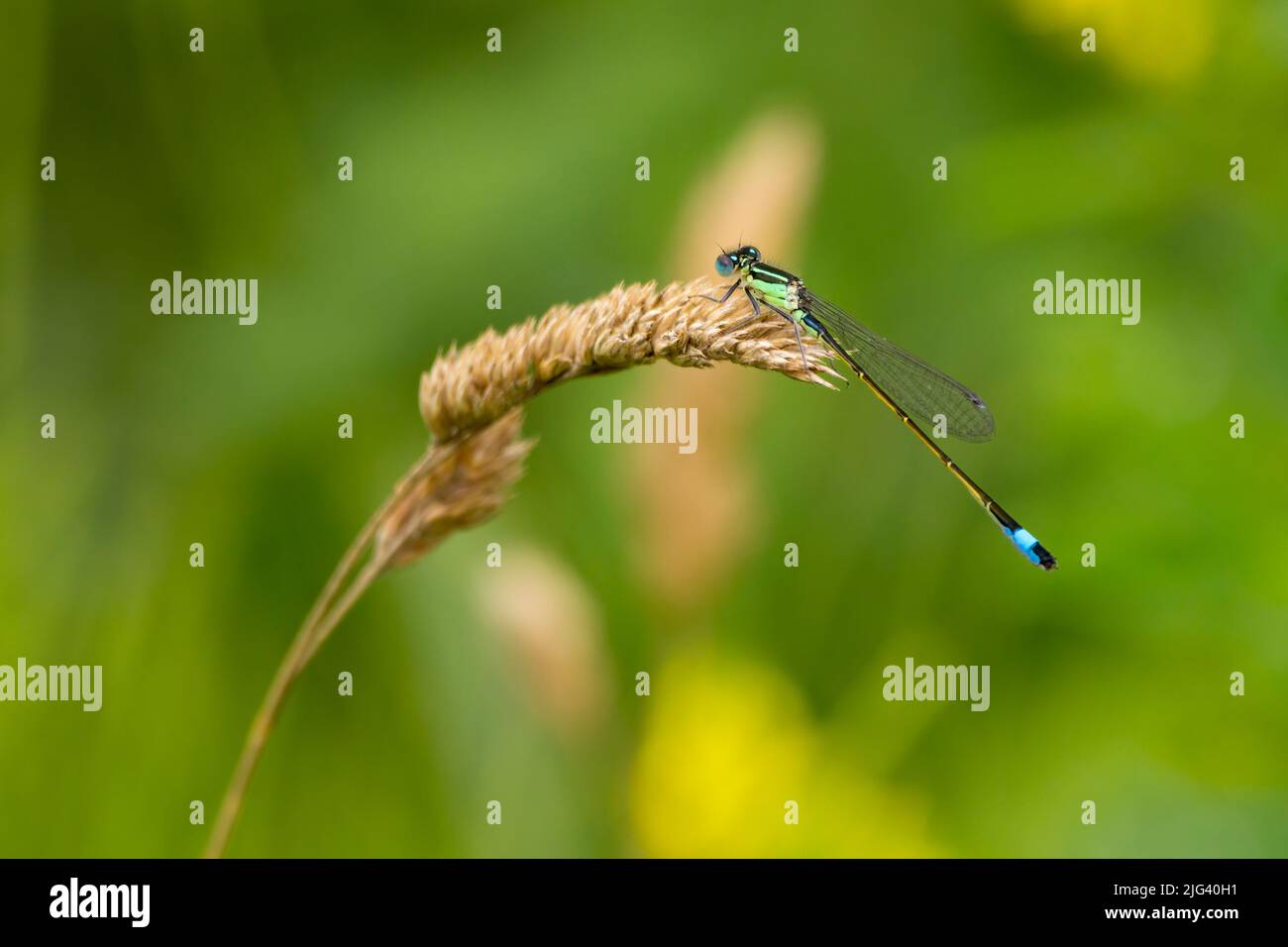 Macho juvenil de cola azul damselfly (ischnura elegans) en reposo con abdomen negro sobre amarillo debajo del segmento ocho azul cielo y tórax verde y negro Foto de stock
