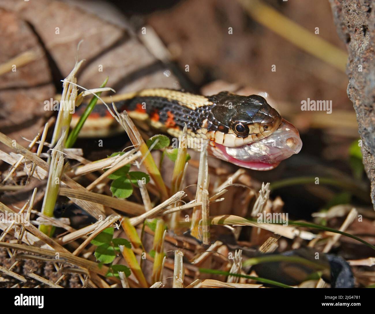 Una pequeña serpiente de liga, capturando e intentando tragar un minnow, en un estanque en el centro de Oregon. Foto de stock