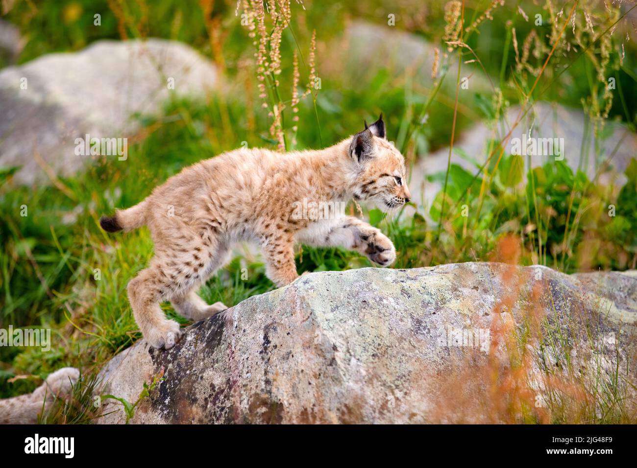 Lynx Cub Explorando el Mundo y Caminando por la Roca en el Bosque Foto de stock