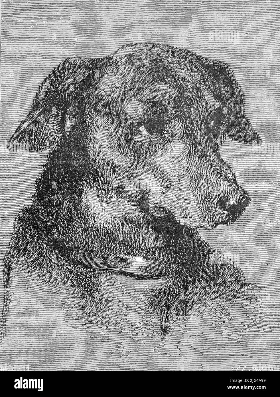Dibujo de perro salchicha Imágenes de stock en blanco y negro - Alamy