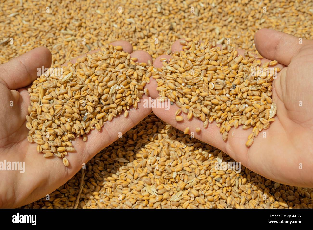 La mano del granjero mientras que toca granos cosechados de las semillas del trigo, ingredientes crudos del alimento, crisis del precio del producto agrícola Foto de stock