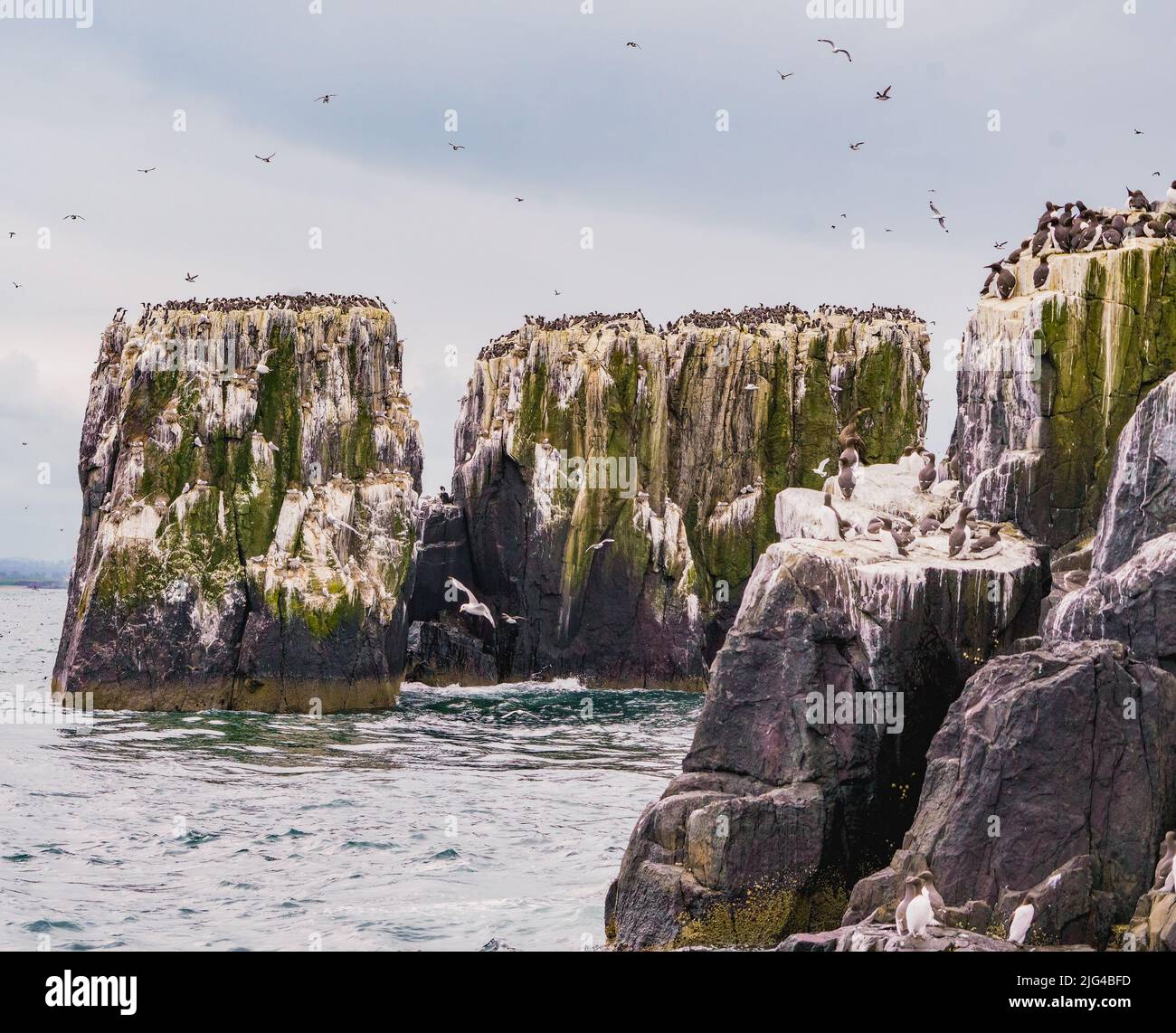 Islas farne 2022 fotografías e imágenes de alta resolución Alamy