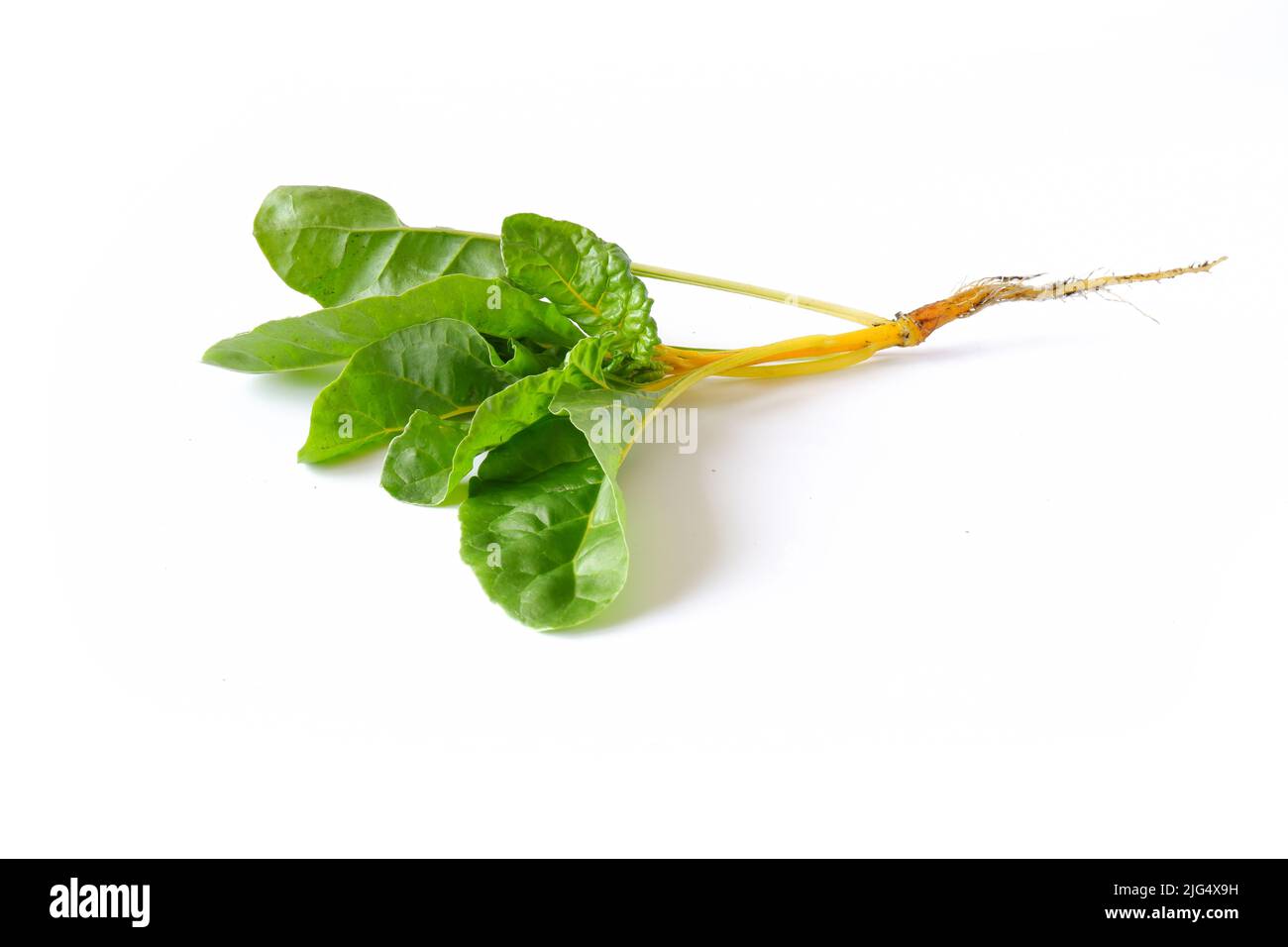 Hojas amarillas de acelga sobre un fondo blanco. Útil planta comestible primer plano. Foto de stock