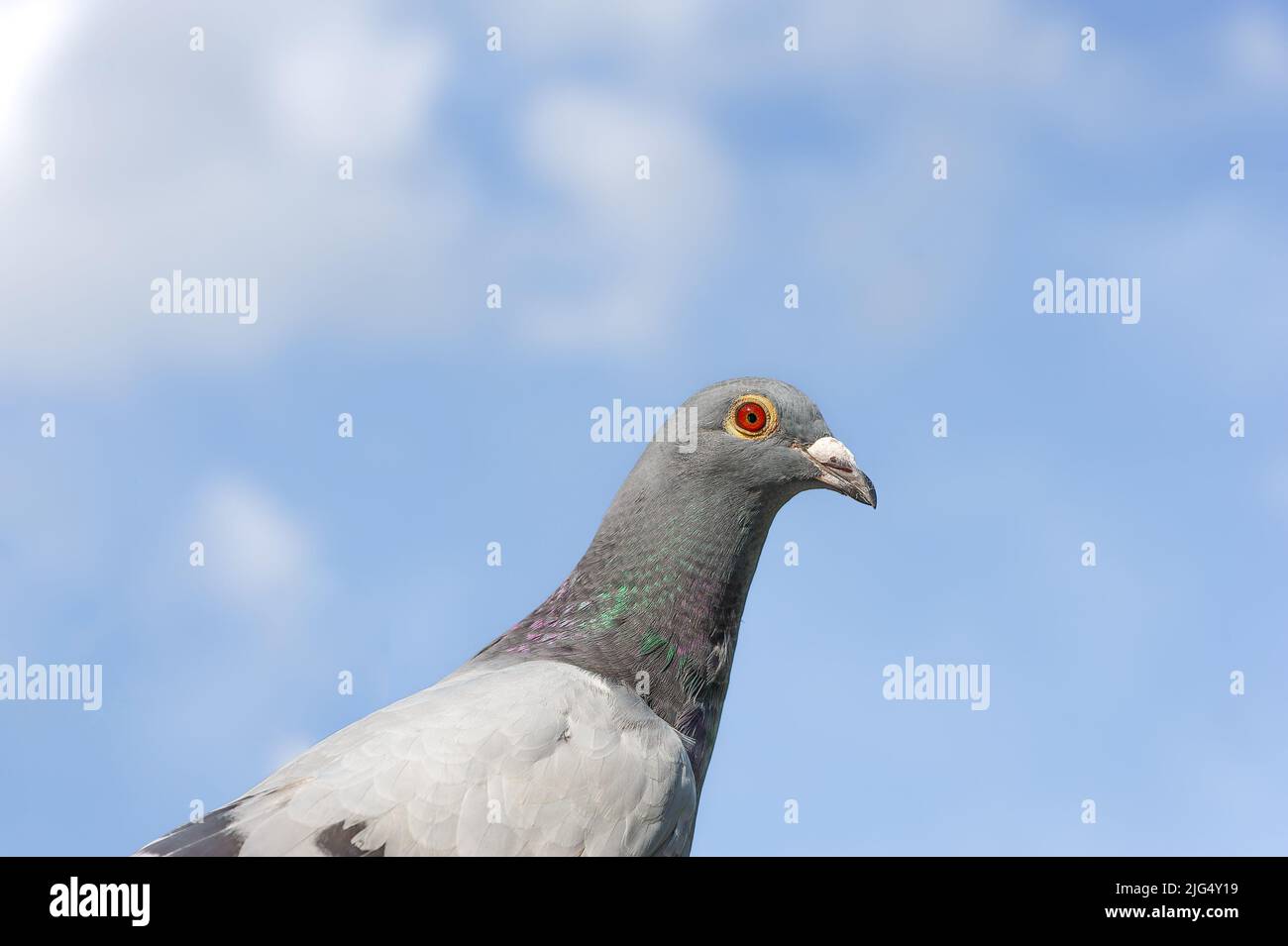 Un retrato de carreras o homing pigeon mirando a la cámara. Foto de stock