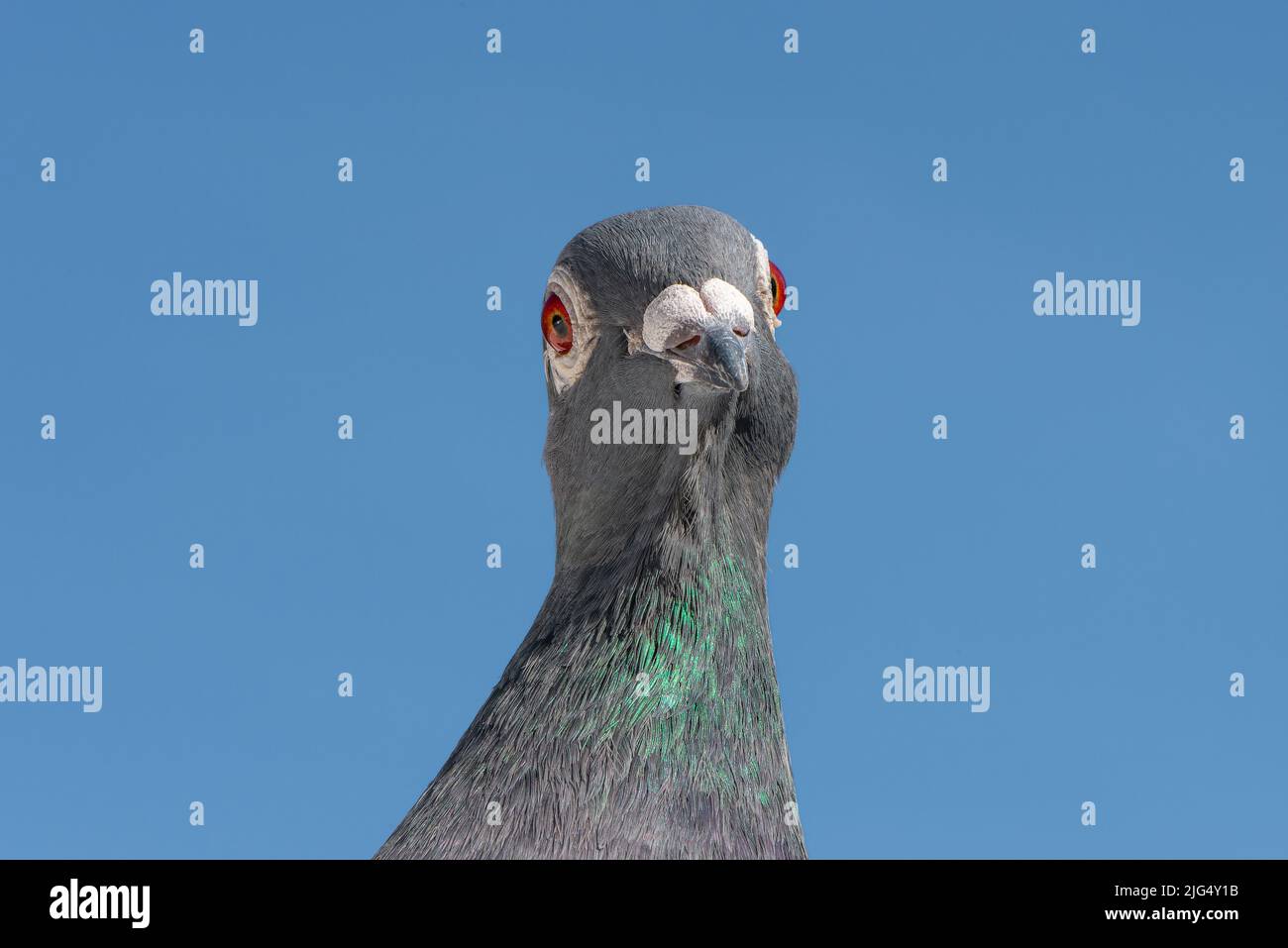 Un retrato de carreras o homing pigeon mirando a la cámara. Foto de stock