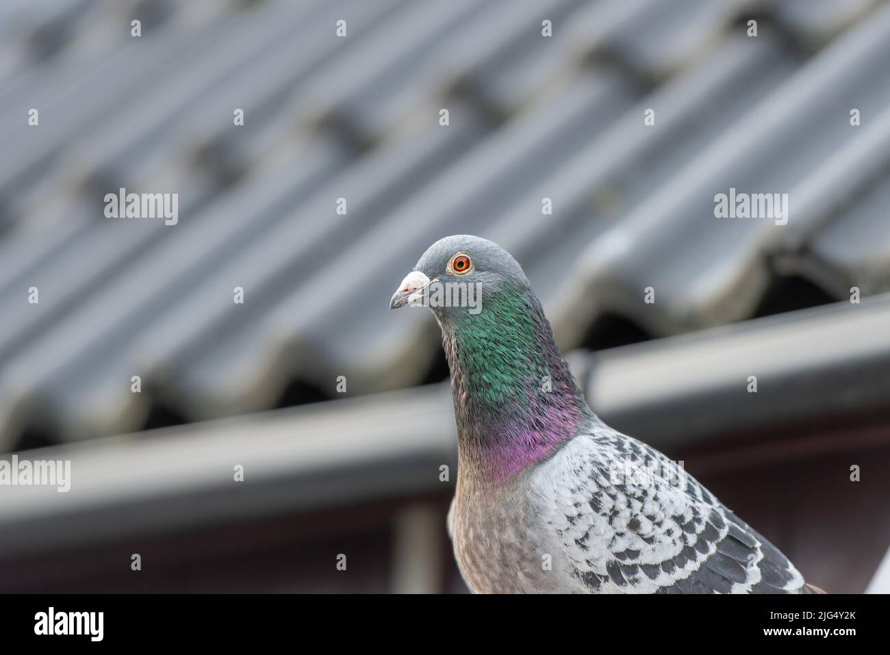 Retrato de una paloma de carreras o paloma posando delante de un techo Foto de stock