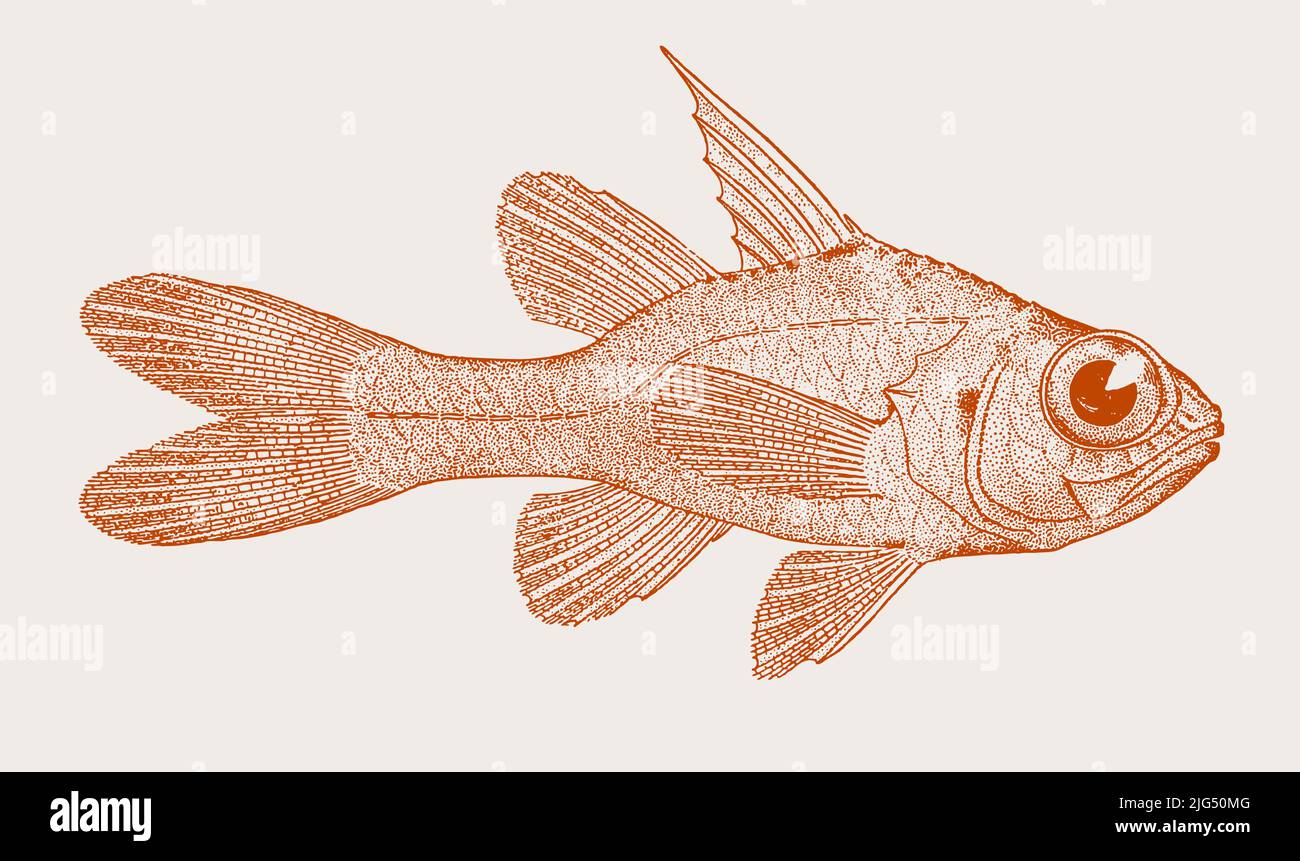 Pez Cardinalfish de Longspine apogon doryssa, peces de arrecife de coral en vista lateral Ilustración del Vector