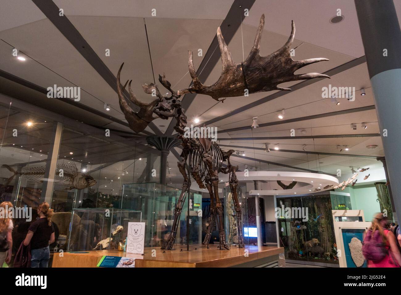 Ciervo gigante o esqueleto de alce irlandés (Megaloceros giganteus) en exhibición en el Museo de la Ciudad de Leeds, Leeds, West Yorkshire, Reino Unido. Foto de stock