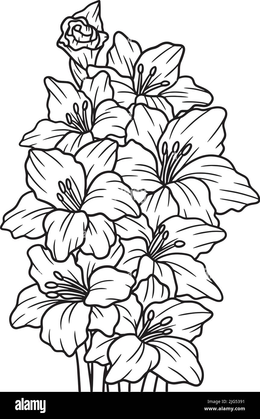 Flor agosto Imágenes vectoriales de stock - Alamy