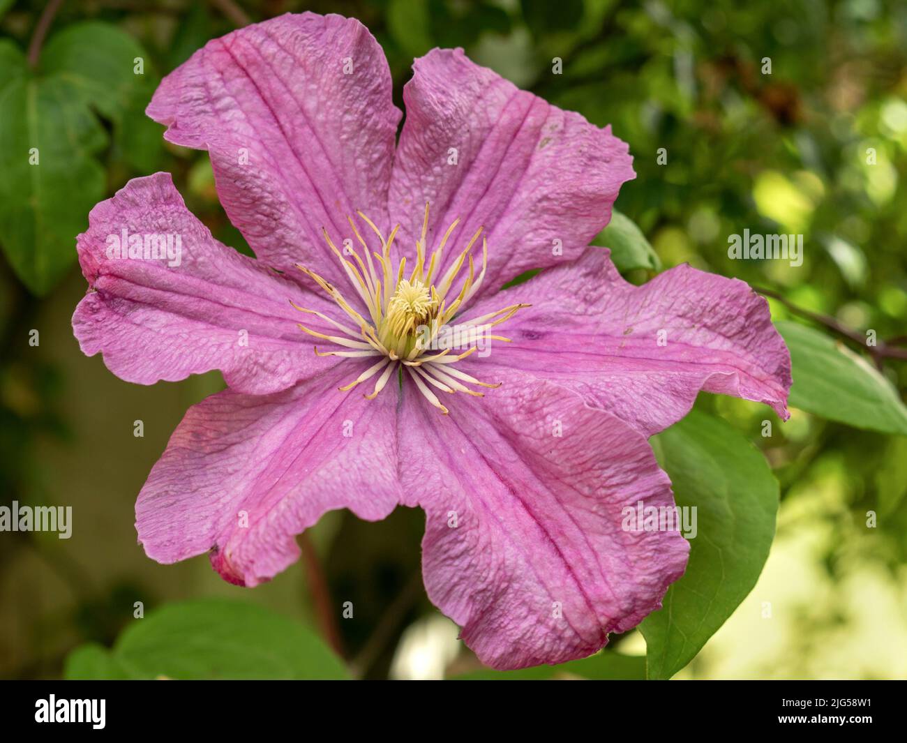 Flor rosa Clematis, variedad Comtesse de Bouchaud Foto de stock