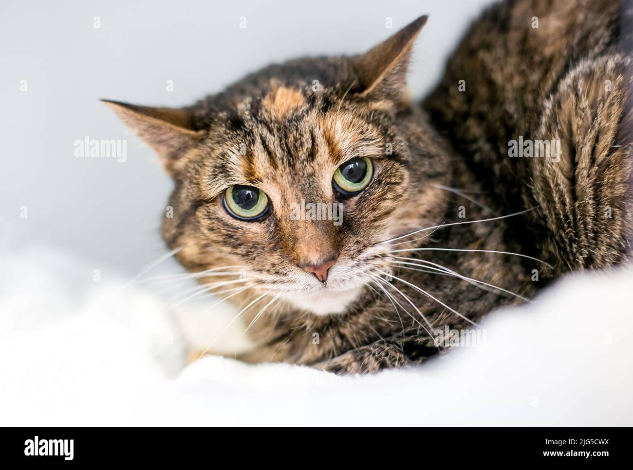 Un infeliz gato shorthair con una expresión asustada, pupilas dilatadas y orejas planas Foto de stock