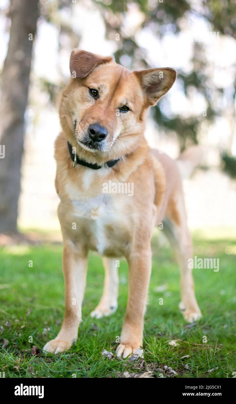 Un perro de raza mixta con una oreja plegada y una oreja recta escuchando con inclinación de la cabeza Foto de stock