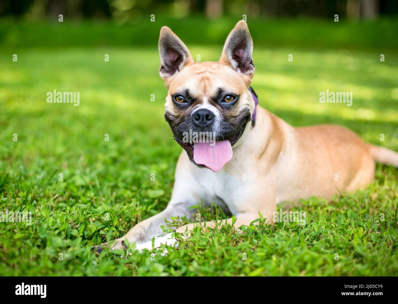 Un feliz perro Bulldog francés de raza mixta Panting de perros Foto de stock