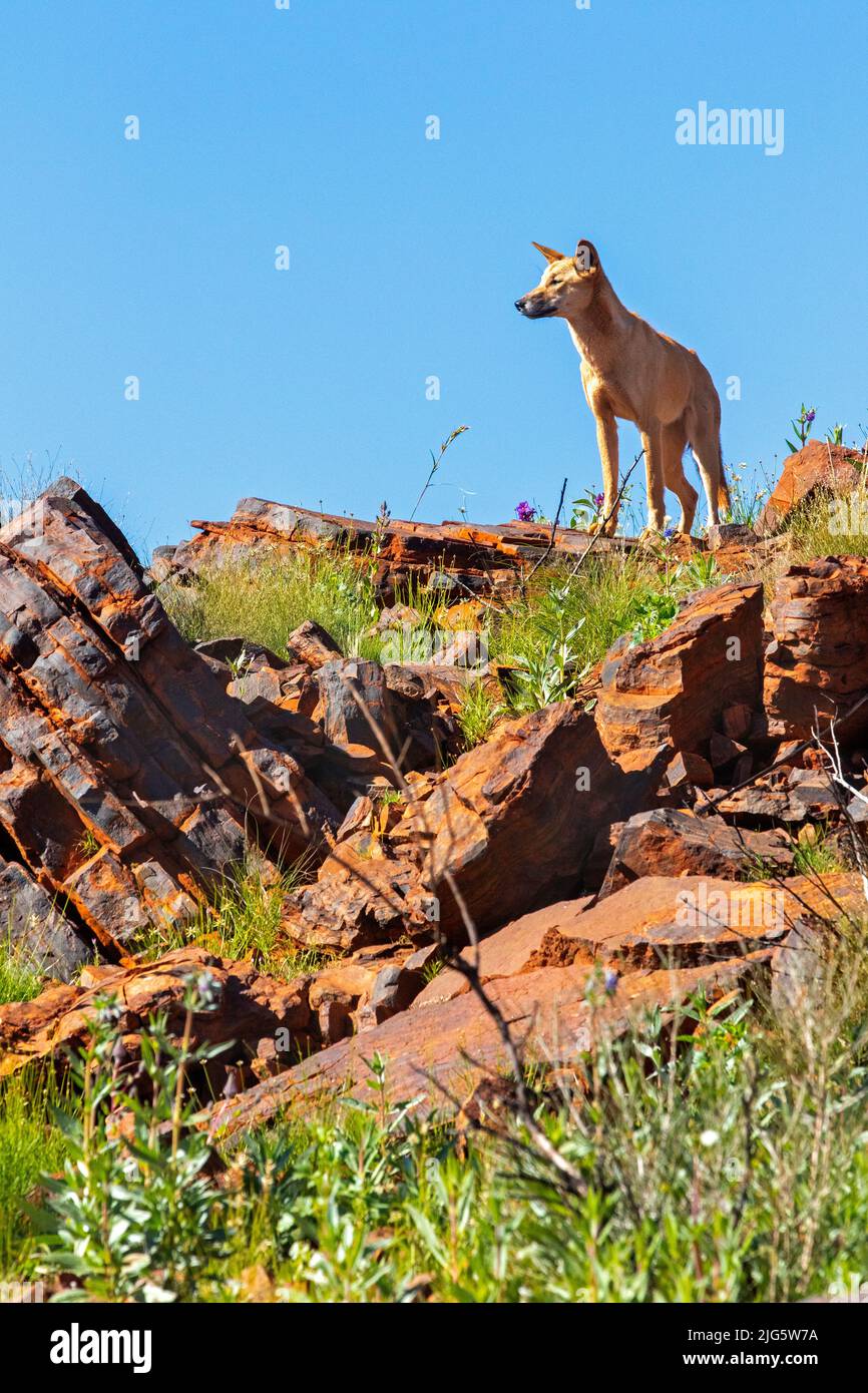 Dingo en el Monte Bruce Foto de stock