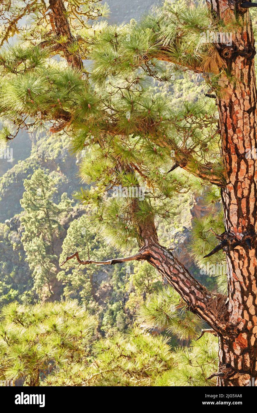 Primer plano de un pino en la selva durante la temporada de verano. Naturaleza salvaje paisaje con detalles de un antiguo tronco en el bosque o bosque de montaña cerca Foto de stock