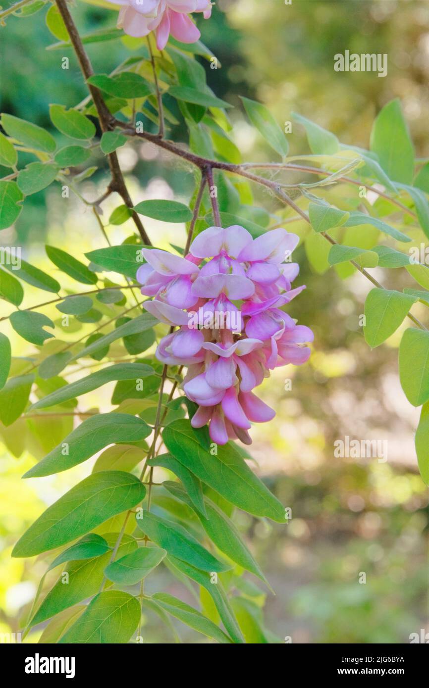 Flores de acacia en árbol. Paisaje y romántico arbusto decorativo. Sol. Flores rosadas en flor. Foto de stock