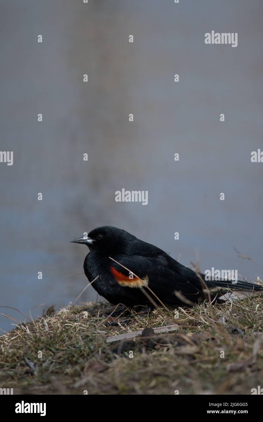 Pájaro negro de alas rojas encaramado en el suelo por un estanque Foto de stock