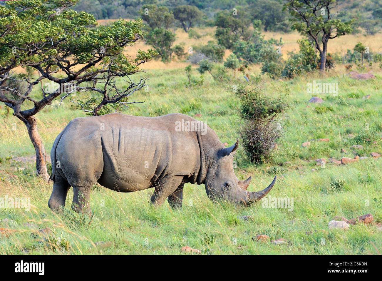 Peligro de rinoceronte blanco (Ceratotherium simum) en su hábitat natural, Sudáfrica Foto de stock