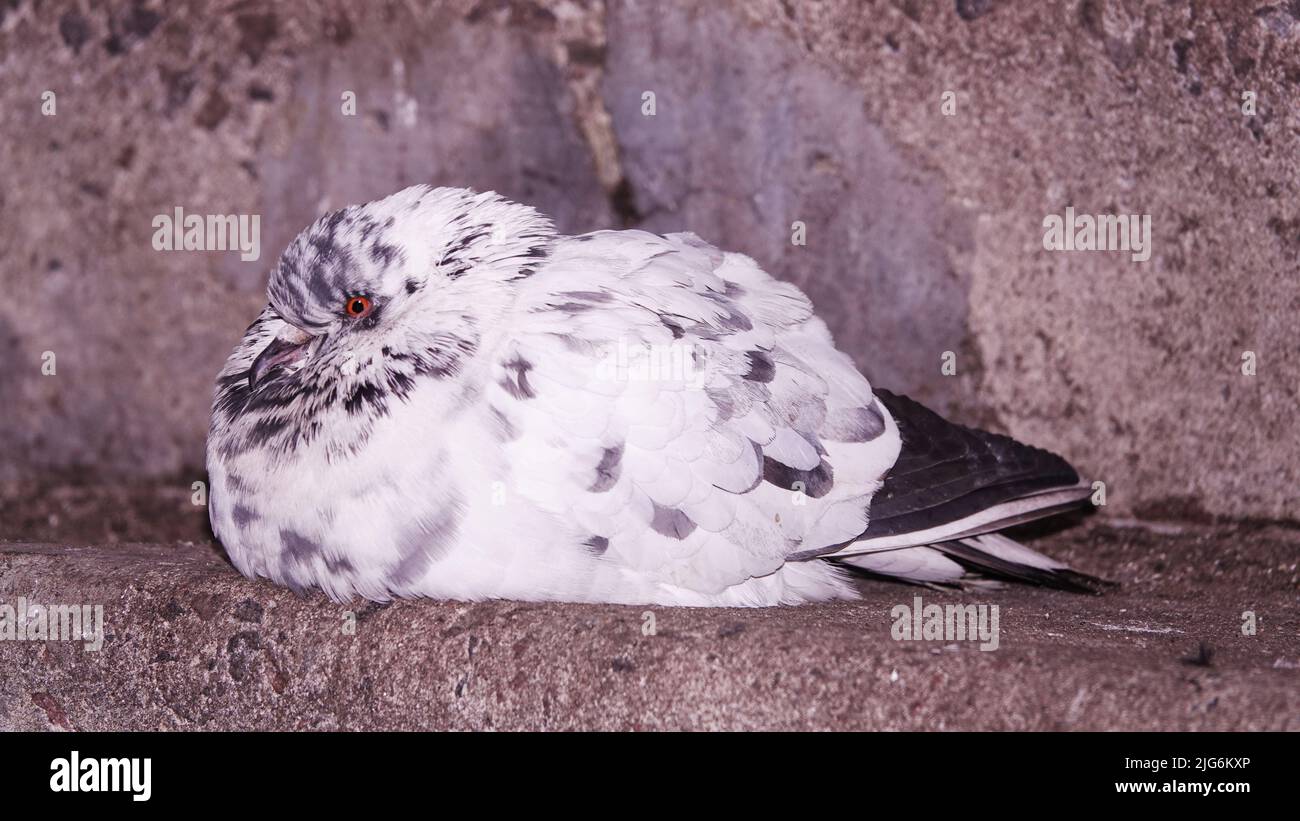 Palomas en el invierno en el hielo Kiev Ucrania Foto de stock