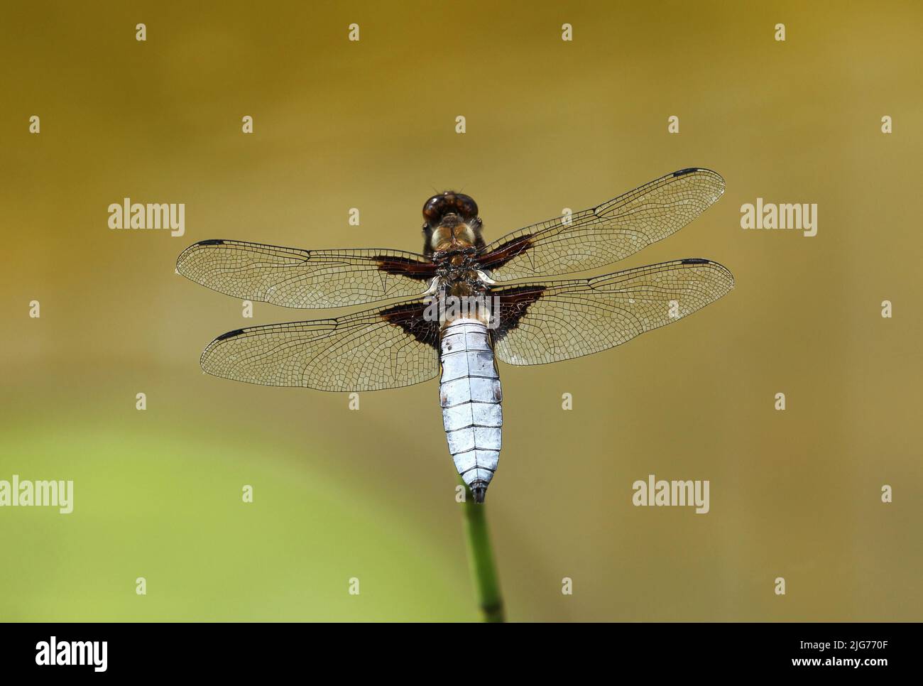 Libellula depressa (Libellula depressa) Hombre con alas abiertas en tallo de planta en estanque de jardín, Allgaeu, Baviera, Alemania Foto de stock