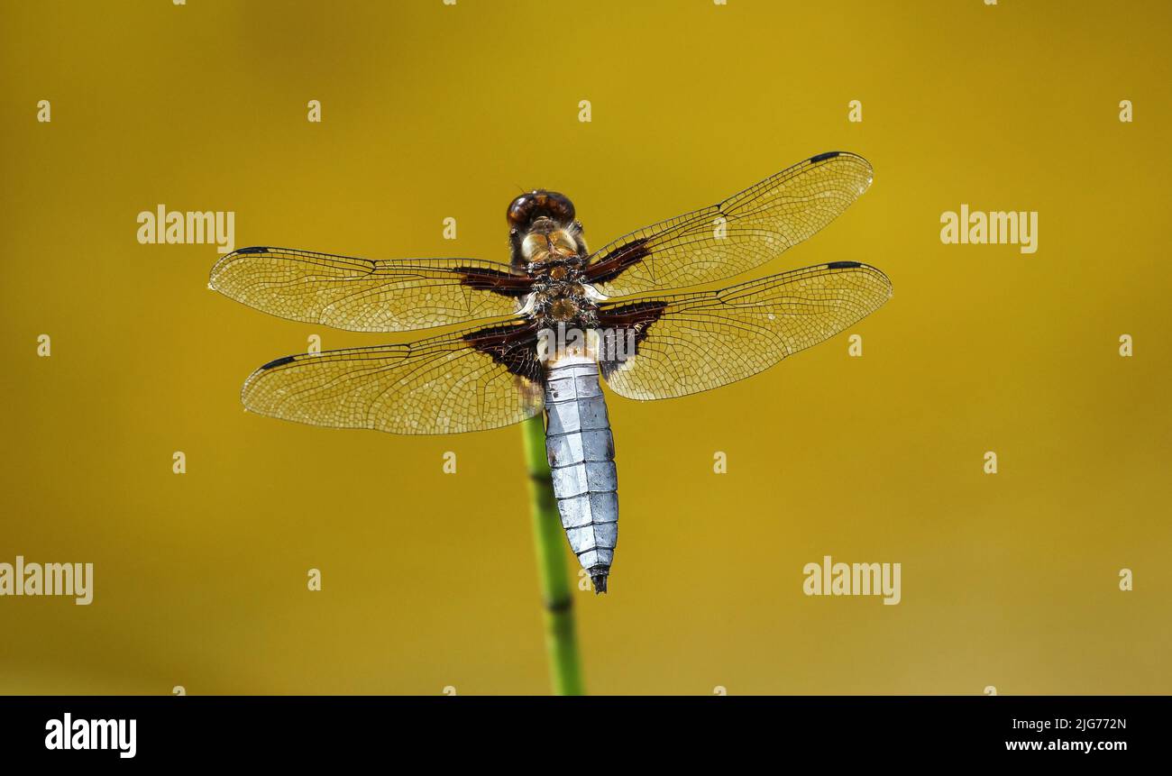 Libellula depressa (Libellula depressa) Hombre con alas abiertas en tallo de planta en estanque de jardín, Allgaeu, Baviera, Alemania Foto de stock