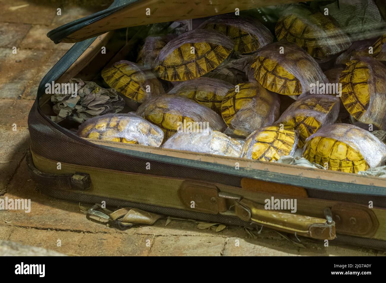 Una maleta maltratada llena de caracoles de tortuga sacada del país de contrabando. Concepto de contrabando de animales. Foto de stock