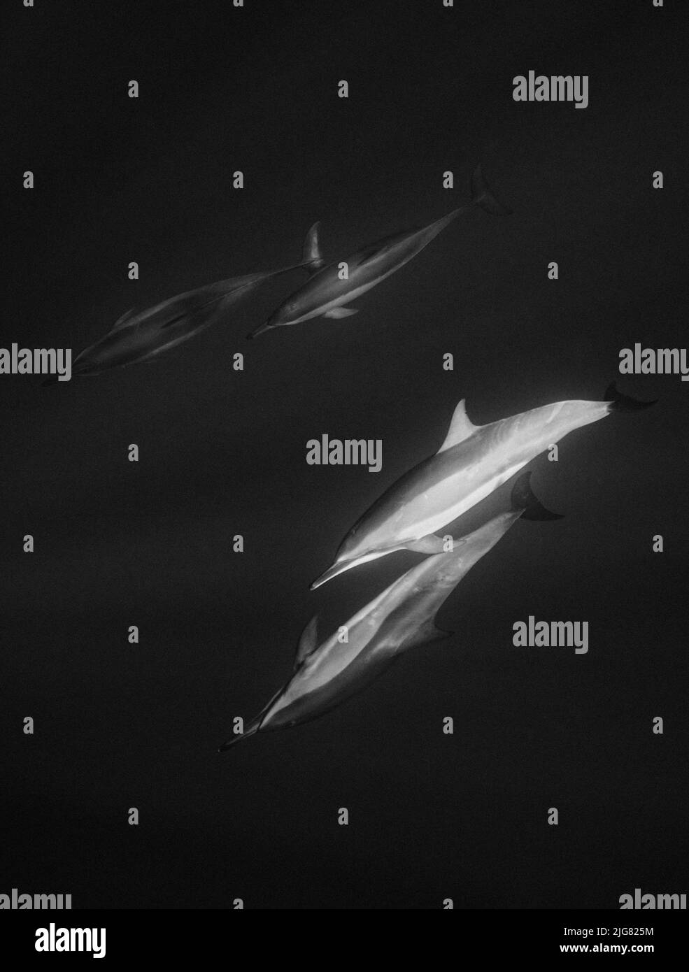 Una captura vertical en escala de grises de delfines giradores (Stenella longirostris) Foto de stock