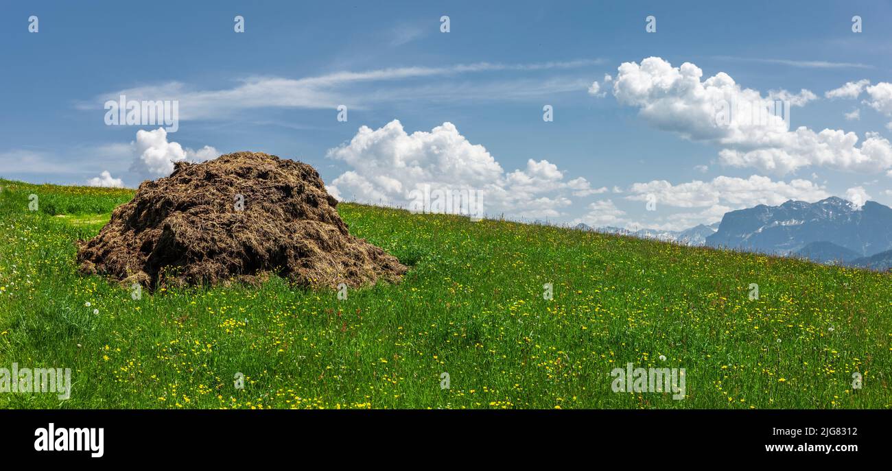Montón de estiércol en un prado de montaña en los Alpes Foto de stock