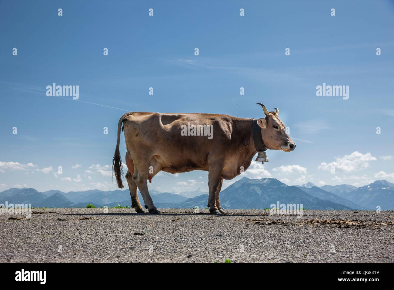 Vaca lechera en los Alpes austriacos Foto de stock