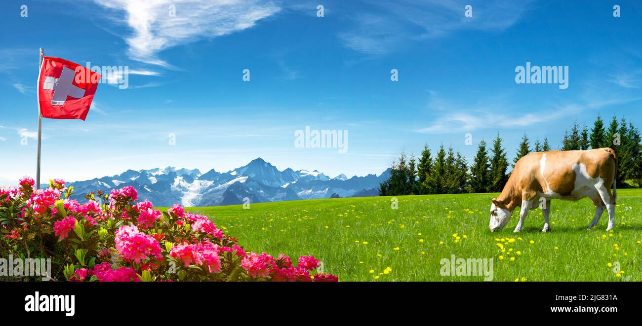 Bandera suiza con vaca y pradera de montaña Foto de stock