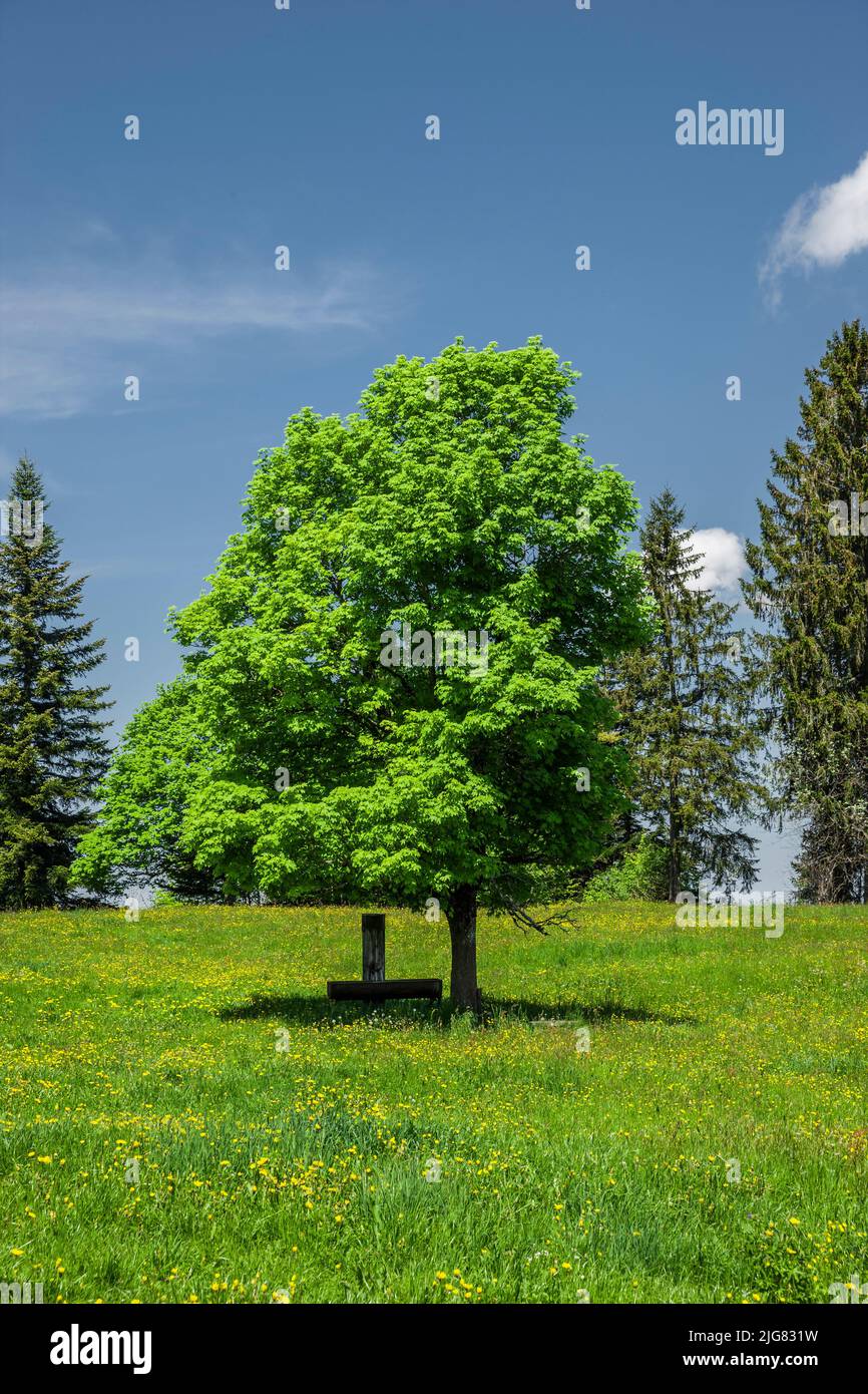 Fuente de montaña bajo un árbol de arce en el bosque de Bregenz Foto de stock