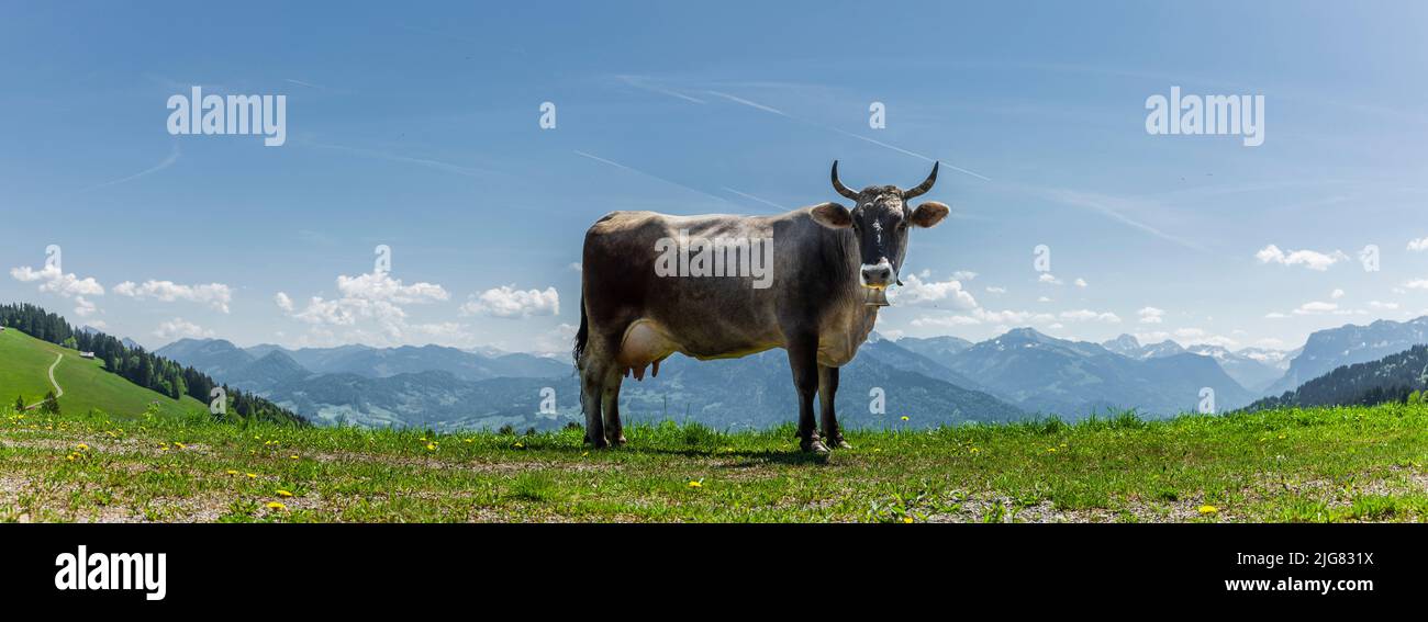 Vaca lechera en los Alpes austriacos Foto de stock