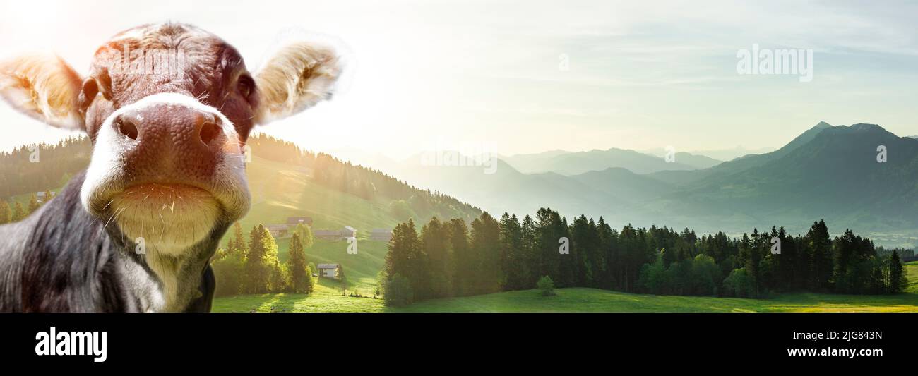 Vaca en apen paisaje en Austria Foto de stock