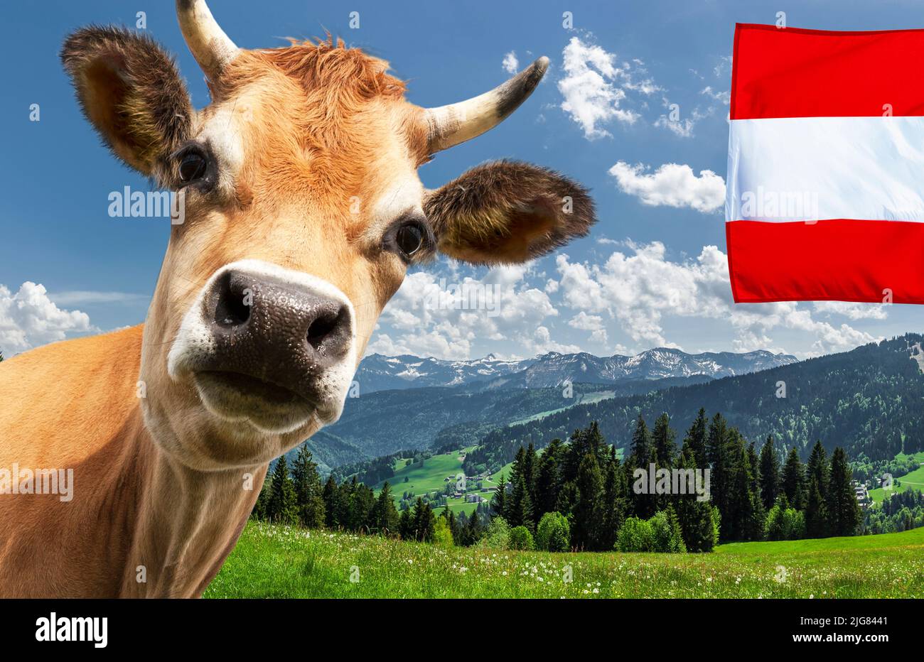 Vaca con bandera austríaca y apén paisaje en Austria Foto de stock