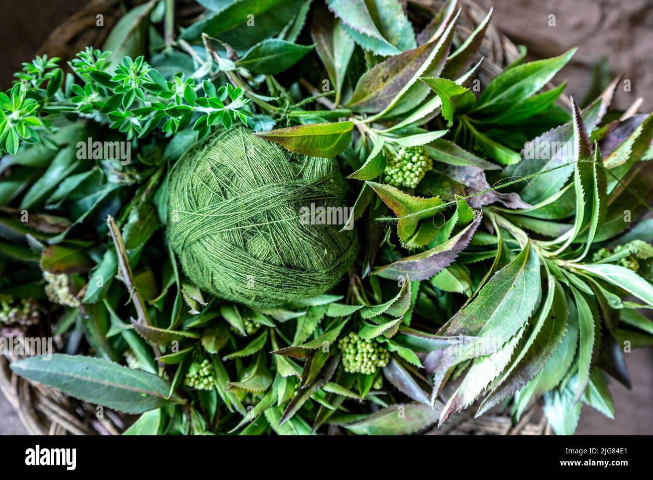 Bola verde de hilo e ingrediente que la produjo, tienda de tejedores El Balcon del Inka, Chinchero, Cusco, Perú Foto de stock