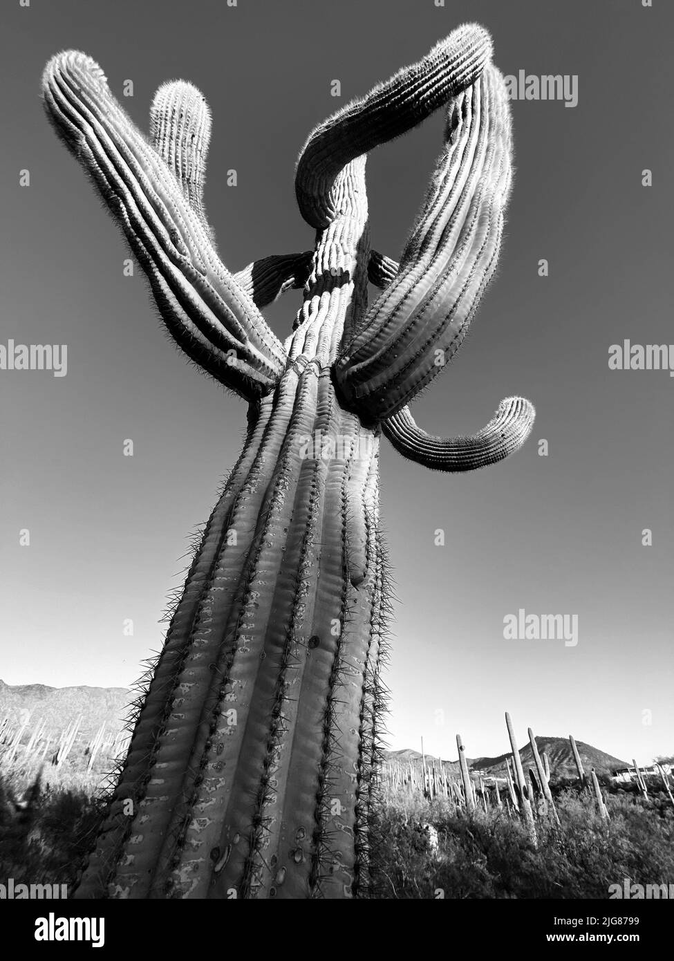 Una imagen vertical en escala de grises de un enorme cactus sobre el fondo del cielo Foto de stock