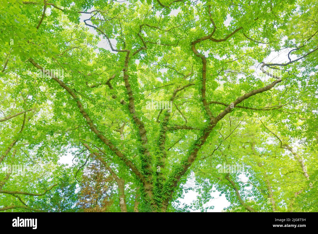 Europa, Alemania, Renania del Norte-Westfalia, Colonia, Cementerio de Melaten, Árbol, Roble, Roble Rojo, Quercus rubra Foto de stock