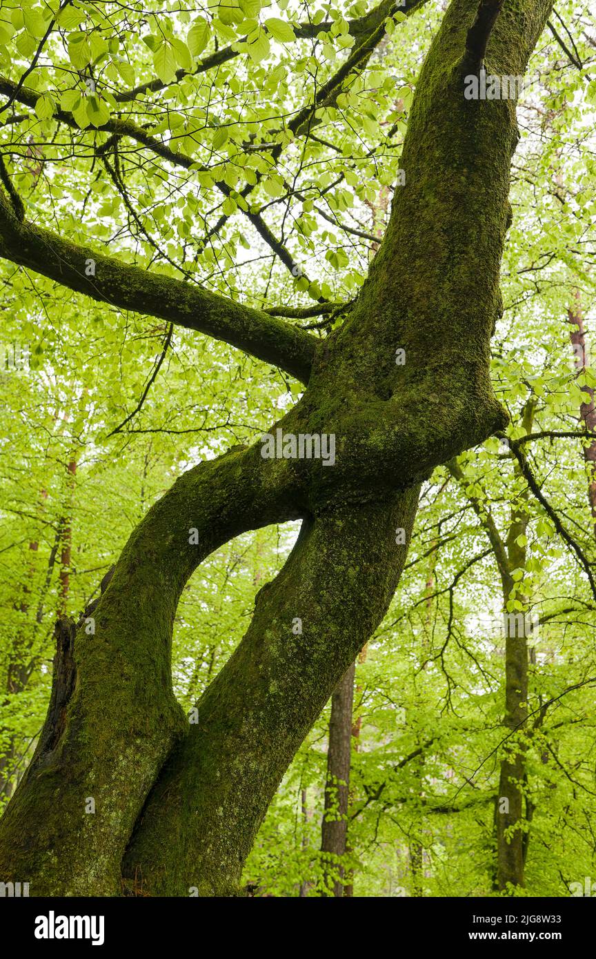 Haya europea con tronco sobrecrecido y follaje verde claro fresco, primavera, Parque Natural de Pfälzerwald, Reserva de la Biosfera de Pfälzerwald-Nordvogesen, Alemania, Renania-Palatinado Foto de stock