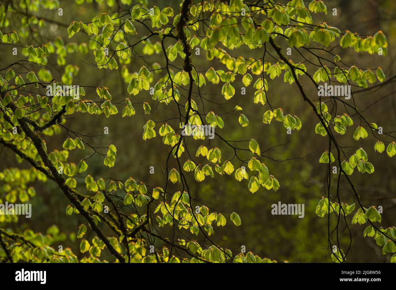 Hojas jóvenes de haya de cobre verde claro brillan a la luz de la tarde, primavera, Parque Natural de Pfälzerwald, Reserva de la Biosfera de Pfälzerwald-Nordvogesen, Renania-Palatinado, Alemania Foto de stock