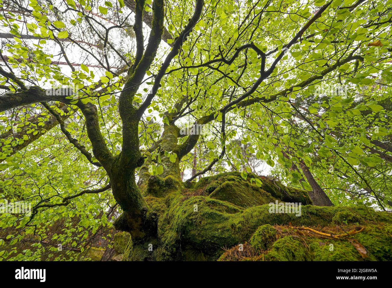 Haya europea con tronco sobrecrecido y follaje verde claro fresco, primavera, Parque Natural de Pfälzerwald, Reserva de la Biosfera de Pfälzerwald-Nordvogesen, Alemania, Renania-Palatinado Foto de stock