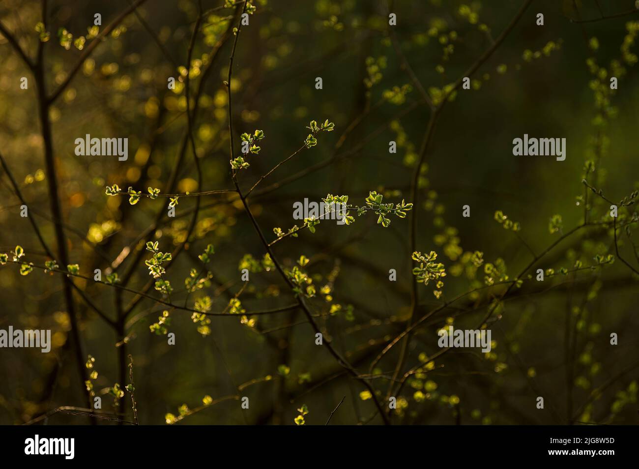 Las hojas verdes de luz joven brillan en la luz del atardecer, primavera, Parque Natural de Pfälzerwald, Reserva de la Biosfera de Pfälzerwald-Nordvogesen, Alemania, Renania-Palatinado Foto de stock